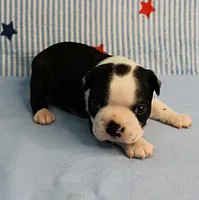 Myrtle's Black & White Male Puppy 1, a male Boston Terrier for sale in Mount Olive, NC – 8 of 10