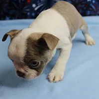 AKC Zoey's Seal & White Male Puppy 1, a male Boston Terrier for sale in Mount Olive, NC – 5 of 10
