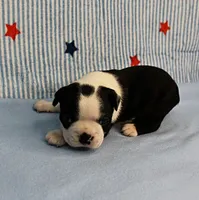 Myrtle's Black & White Male Puppy 1, a male Boston Terrier for sale in Mount Olive, NC – 10 of 10