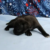 AKC Candy's Black Female Puppy 1, a female Pug for sale in Mount Olive, NC – 4 of 9