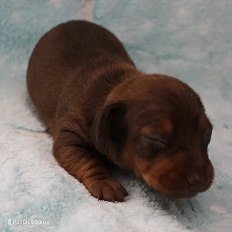 AKC Robin's Red Female Puppy 1 – Miniature Dachshund puppy for sale in Mount Olive, NC