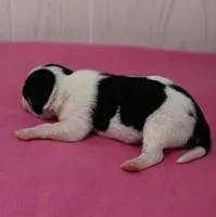 Chelsea's Black, White & Tan Party Female Puppy 1, a female Chihuahua for sale in Mount Olive, NC – 7 of 9