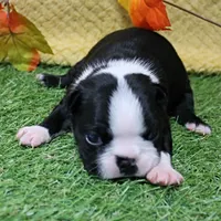 AKC Annie's Black & White Female Puppy 4, a female Boston Terrier for sale in Mount Olive, NC – 8 of 9