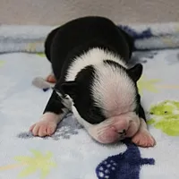 AKC Polly's Black & White Male Puppy 5, a male Boston Terrier for sale in Mount Olive, NC – 3 of 10