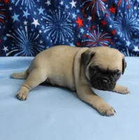 AKC Candy's Fawn Male Puppy 5, a male Pug for sale in Mount Olive, NC – 9 of 10