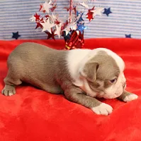 AKC Zoe's Blue & White Male Puppy 2, a male Boston Terrier for sale in Mount Olive, NC – 7 of 10