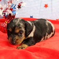 AKC Sallie's Black & Silver Dapple, Long Coat Male Puppy 4, a male Miniature Dachshund for sale in Mount Olive, NC – 6 of 10