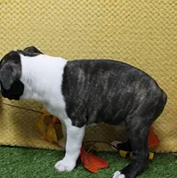 AKC Puddin's Black & White Brindle Male 2, a male Boston Terrier for sale in Mount Olive, NC – 6 of 7