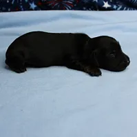 AKC Taylor's Black & Tan Male Puppy 3, a male Miniature Dachshund for sale in Mount Olive, NC – 7 of 10