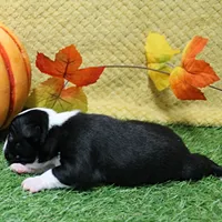  AKC Annie's Black & White Female Puppy 2, a female Boston Terrier for sale in Mount Olive, NC – 7 of 8