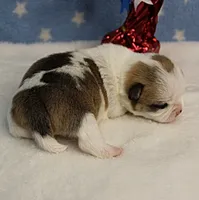 Angel's Fawn Sable on White/Party Male Puppy 1, a male Chihuahua for sale in Mount Olive, NC – 4 of 10