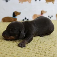AKC Robin's Chocolate & Tan Male Puppy 5, a male Miniature Dachshund for sale in Mount Olive, NC – 3 of 10