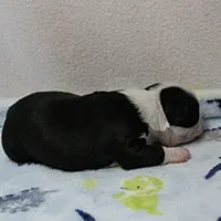 AKC Polly's Black & White Male Puppy 5, a male Boston Terrier for sale in Mount Olive, NC – 8 of 10