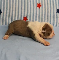 AKC Zoe's Seal & White Male Puppy 1, a male Boston Terrier for sale in Mount Olive, NC – 7 of 9
