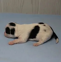 AKC Chelsea's Black, White & Tan Party Male Puppy 3, a male Chihuahua for sale in Mount Olive, NC – 4 of 6