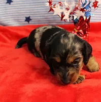 AKC Sallie's Black & Silver Dapple, Long Coat Male Puppy 4, a male Miniature Dachshund for sale in Mount Olive, NC – 3 of 10