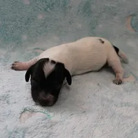 AKC Freckles Black & Tan Piebald on White Female Puppy 2, a female Miniature Dachshund for sale in Mount Olive, NC – 4 of 10