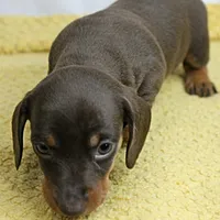 AKC Maggie's Chocolate & Tan Female Puppy 2, a female Miniature Dachshund for sale in Mount Olive, NC – 4 of 10