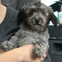 Tinker's Silver Male Puppy 2, a male Cockapoo for sale in Mount Olive, NC – 3 of 10