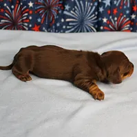 AKC Heidi's Chocolate & Tan Female Puppy 2, a female Miniature Dachshund for sale in Mount Olive, NC – 10 of 10