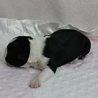 AKC Puddin's Black & White Female Puppy 1, a female Boston Terrier for sale in Mount Olive, NC – 10 of 10