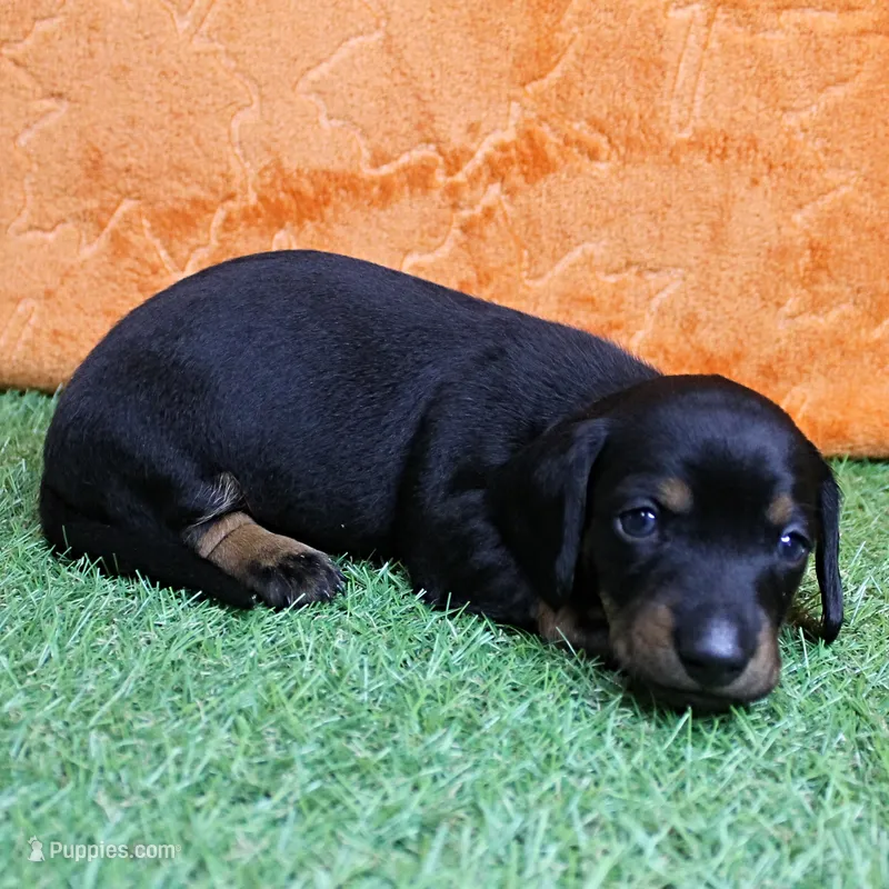 AKC Maggie's Black & Tan Male Puppy 3 – Miniature Dachshund puppy for sale in Mount Olive, NC