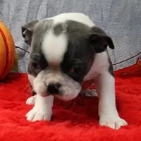AKC Bubble's Blue & White Male Puppy 3, a male Boston Terrier for sale in Mount Olive, NC – 6 of 10