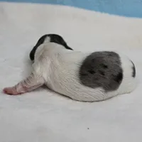 AKC Harleys Silver on White Piebald Male Puppy 3, a male Miniature Dachshund for sale in Mount Olive, NC – 2 of 10