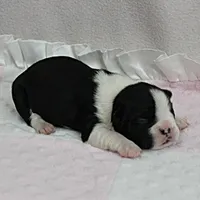 AKC Puddin's Black & White Female Puppy 1, a female Boston Terrier for sale in Mount Olive, NC – 3 of 10