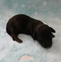 AKC Freckles Red with Black Tips Male Puppy 8, a male Miniature Dachshund for sale in Mount Olive, NC – 7 of 10