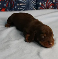 AKC Heidi's Chocolate & Tan Female Puppy 2, a female Miniature Dachshund for sale in Mount Olive, NC – 3 of 10