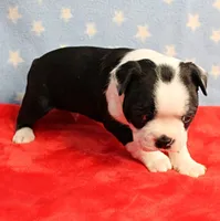 Myrtle's Black & White Male Puppy 1, a male Boston Terrier for sale in Mount Olive, NC – 10 of 10