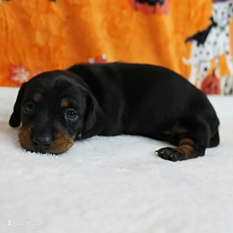AKC Robin's Black & Tan Female Puppy 3 – Miniature Dachshund puppy for sale in Mount Olive, NC