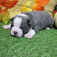 AKC Annie's Silver & White Female Puppy 1, a female Boston Terrier for sale in Mount Olive, NC – 5 of 9