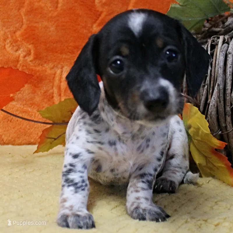AKC Freckles Black & Tan Piebald on White Female Puppy 2 – Miniature Dachshund puppy for sale in Mount Olive, NC