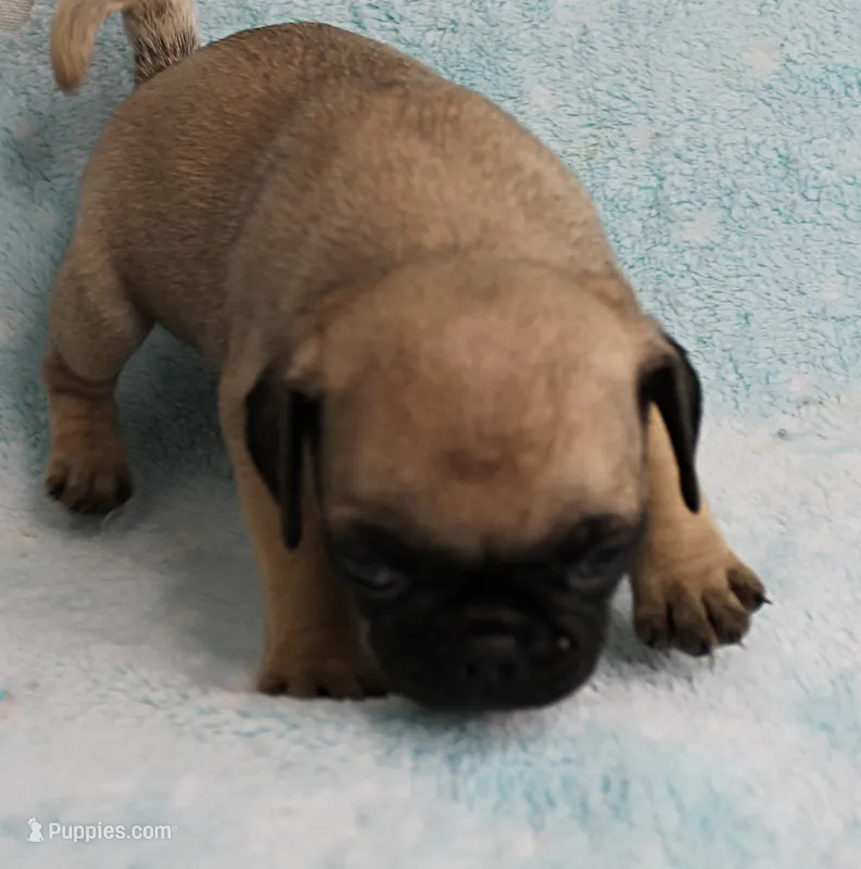 AKC Candy's Fawn Male Puppy 2 – Pug puppy for sale in Mount Olive, NC