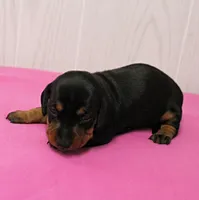 AKC Maggie's Black & Tan Female Puppy 1, a female Miniature Dachshund for sale in Mount Olive, NC – 6 of 10