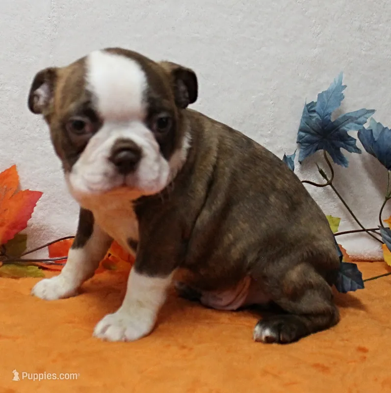 AKC Willow's Lilac & White Male Puppy 3 – Boston Terrier puppy on hold in Mount Olive, NC