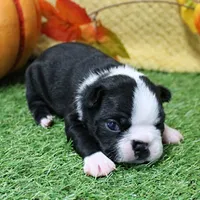 AKC Annie's Black & White Female Puppy 4, a female Boston Terrier for sale in Mount Olive, NC – 9 of 9