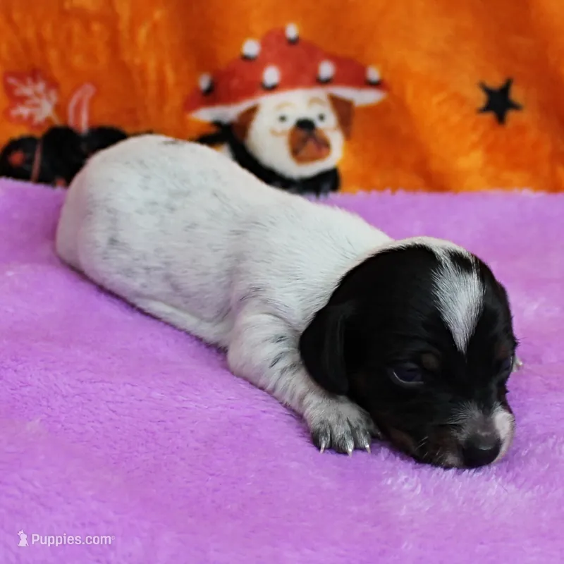 AKC Freckles Black & Tan Piebald on White Female Puppy 2 – Miniature Dachshund puppy for sale in Mount Olive, NC