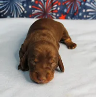 AKC Heidi's Chocolate & Tan Male Puppy 3, a male Miniature Dachshund for sale in Mount Olive, NC – 6 of 10