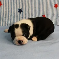 Myrtle's Black & White Male Puppy 1, a male Boston Terrier for sale in Mount Olive, NC – 4 of 10