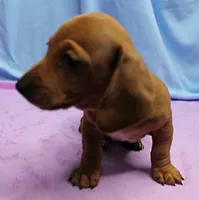 AKC Roxy's Red Shaded Dapple Male Puppy 1, a male Miniature Dachshund for sale in Mount Olive, NC – 6 of 9