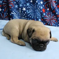 AKC Candy's Fawn Male Puppy 2, a male Pug for sale in Mount Olive, NC – 8 of 9