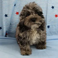 Twinkle's Blue Merle Female Puppy 1, a female Cockapoo for sale in Mount Olive, NC – 3 of 10