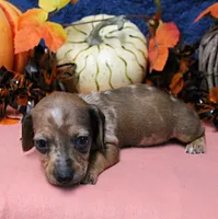 AKC Freckles Chocolate & Tan Dapple Female Puppy 5, a female Miniature Dachshund for sale in Mount Olive, NC – 6 of 10