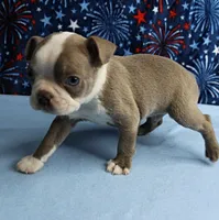 AKC Zoey's Blue & White Male Puppy 2, a male Boston Terrier for sale in Mount Olive, NC – 2 of 10