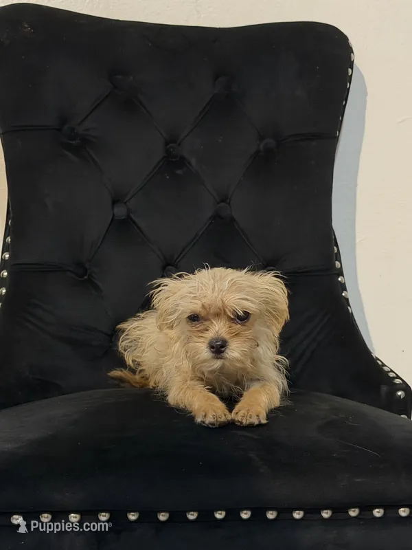 Ginger  – Chihuahua, Yorkshire Terrier puppy for sale in Mira Loma, CA
