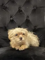 Ginger , a female Chihuahua and Yorkshire Terrier for sale in Mira Loma, CA – 2 of 3