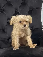Ginger , a female Chihuahua and Yorkshire Terrier for sale in Mira Loma, CA – 3 of 3